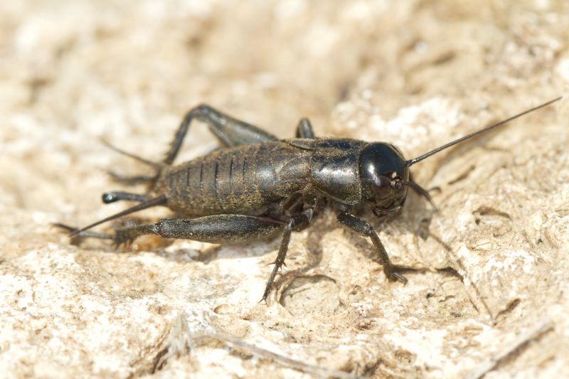 Cricket Control Service